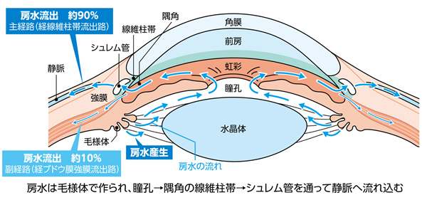 房水は毛様体で作られ、瞳孔→隅角の繊維柱帯→ジュレム管を通って静脈へ流れ込む